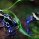Illustration for article titled Alarming Study Concludes Frogs Are Undergoing a ‘Catastrophic’ Global Die Offem/em